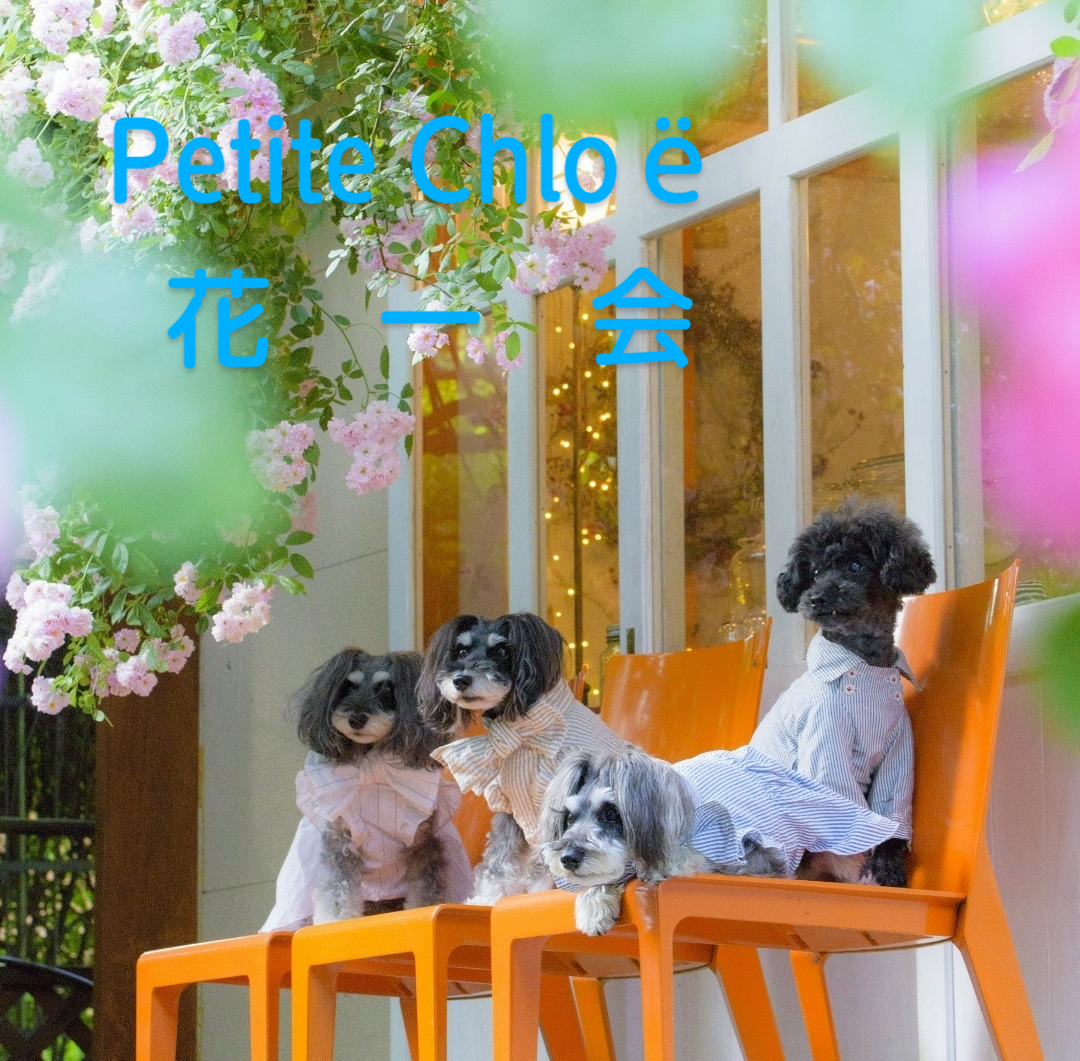 花一会　Petite Chloe